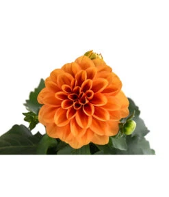 Zwergdahlie, Verschiedene Farben -Blumen Geschaft 8822397 WE DE 003 ZwergdahlienT13