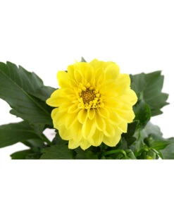 Zwergdahlie, Verschiedene Farben -Blumen Geschaft 8822397 WE DE 004 ZwergdahlienT13