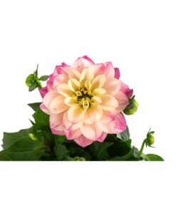 Zwergdahlie, Verschiedene Farben -Blumen Geschaft 8822397 WE DE 005 ZwergdahlienT13