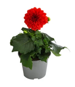 Zwergdahlie, Verschiedene Farben -Blumen Geschaft 8822397 WE FS 001 ZwergdahlienT13
