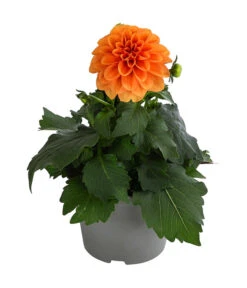 Zwergdahlie, Verschiedene Farben -Blumen Geschaft 8822397 WE FS 003 ZwergdahlienT13