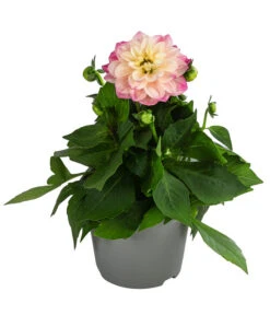 Zwergdahlie, Verschiedene Farben