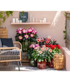 Zwergdahlie, Verschiedene Farben -Blumen Geschaft 8822397 WE MO 001 ZwergDahlie