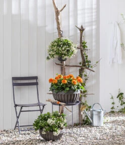 Zwergdahlie, Verschiedene Farben -Blumen Geschaft 8822397 WE MO 001 ZwergdahlieT13