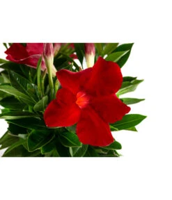 Dipladenie, Ampel -Blumen Geschaft 8822827 WE DE 001 DipladenieT14