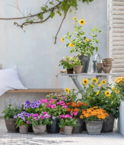 Mehlsalbei -Blumen Geschaft 8823122 WE MO 001 HelianthusT14