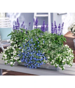 Mehlsalbei -Blumen Geschaft 8823155 8809592 8826190 8815649 PR MO 001 SalviaBacopaSuteraLobeliaEuphorbiaBalkonkastenRenner