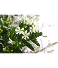 Pflanzen-Duo Herbstbrise, Verschiedene Sorten -Blumen Geschaft 8823833 WE DE 001 GitterkrautKoecherbluemchenMixWeiss