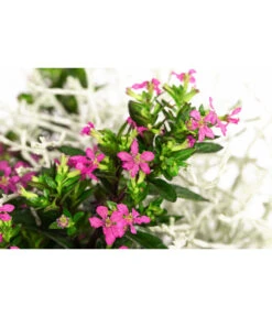 Pflanzen-Duo Herbstbrise, Verschiedene Sorten -Blumen Geschaft 8823833 WE DE 002 GitterkrautKoecherbluemchenMixRosa