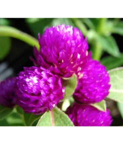 Kugelamaranth -Blumen Geschaft 8824013 BildD 001 KugelAmarantGomphrenaT13