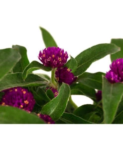 Kugelamaranth -Blumen Geschaft 8824013 WE DE 002 GomphrenaT13