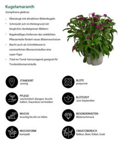 Kugelamaranth -Blumen Geschaft 8824013 WE IG 001 Kugelamaranth