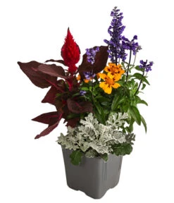 Pflanzen-Quartett Sunset