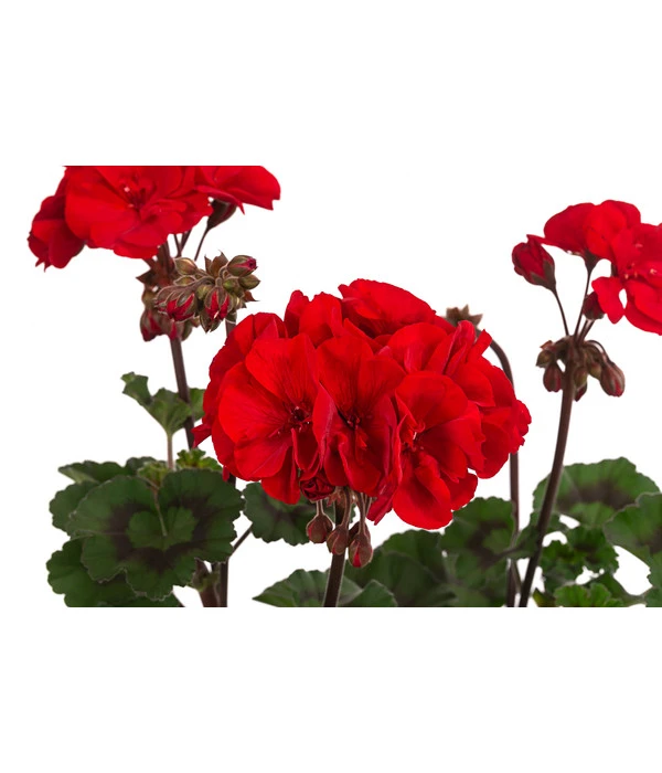 Stehende Geranie 'Tumbao®' 2 Stehende Geranie 'Tumbao®' – Bild 2