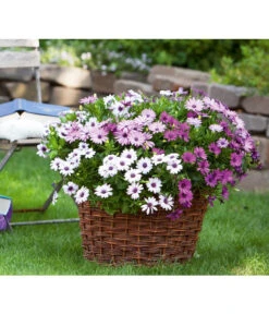 Kapkörbchen, Verschiedene Farben -Blumen Geschaft 8825556 WE FS 001 KapkoerbchenSlOsteospermumEckl