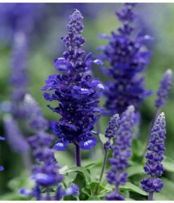 Mehlsalbei -Blumen Geschaft 8826190 PR DE 001 SalviaFarinaceaMehlsalbeiLucknerJuni2015