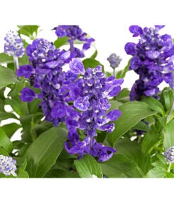 Mehlsalbei -Blumen Geschaft 8826190 PR DE 001 SalviafarinaceaeT12TDehnerExpressHerzig