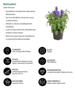 Mehlsalbei -Blumen Geschaft 8826190 WE IG 001 SalviafarinaceaeT12DehnerExpressHerzig