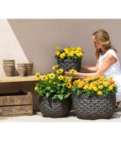 Studentenblume, Verschiedene Farben -Blumen Geschaft 8826323 8807091 8819146 8516635 WE MO 001 Studentenblume