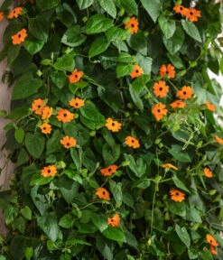 Schwarzäugige Susanne -Blumen Geschaft 8826505 WE MO 001 ThunbergiaAlataSchwarzaeugigeSusanneT13