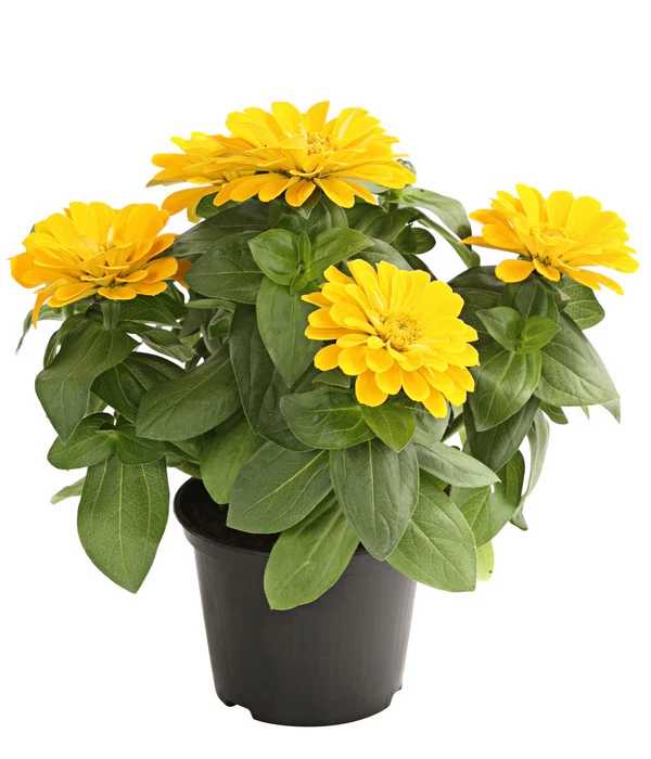 Zwergzinnie, Verschiedene Sorten 1 Zwergzinnie, Verschiedene Sorten