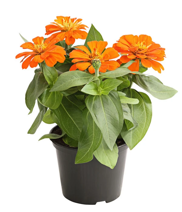 Zwergzinnie, Verschiedene Sorten 2 Zwergzinnie, Verschiedene Sorten – Bild 2