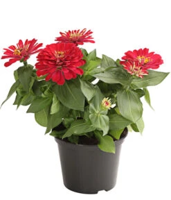 Zwergzinnie, Verschiedene Sorten 9 Zwergzinnie, Verschiedene Sorten -Blumen Geschaft 8826778 WE FS 001 ZwergzinnieZinniaElegansT13RotDehnerExpressHerzig