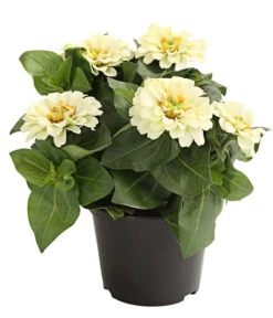 Zwergzinnie, Verschiedene Sorten 10 Zwergzinnie, Verschiedene Sorten -Blumen Geschaft 8826778 WE FS 001 ZwergzinnieZinniaElegansT13WeissDehnerExpressHerzig