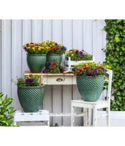 Pflanzenmix Trio Mio -Blumen Geschaft 8827016 WE MO 001 SommermixSommertrioTrioMioVerbenenBidens