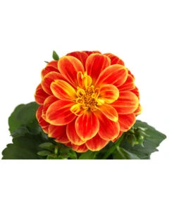 Zwergdahlie, Besonderheit -Blumen Geschaft 8829939 WE DE 002 ZwergdahlieBesonderheitT12