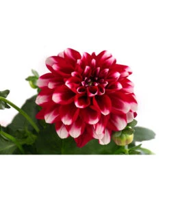 Zwergdahlie, Besonderheit -Blumen Geschaft 8829939 WE DE 003 ZwergdahlieBesonderheitT12