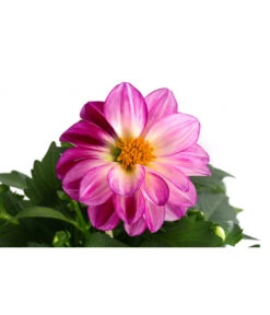 Zwergdahlie, Besonderheit -Blumen Geschaft 8829939 WE DE 004 ZwergdahlieBesonderheitT12