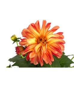 Zwergdahlie, Besonderheit -Blumen Geschaft 8829939 WE DE 005 ZwergdahlieBesonderheitT12