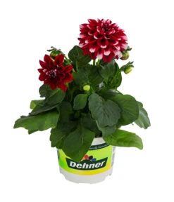 Zwergdahlie, Besonderheit -Blumen Geschaft 8829939 WE FS 003 ZwergdahlieBesonderheitT12