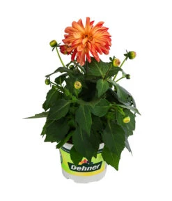 Zwergdahlie, Besonderheit -Blumen Geschaft 8829939 WE FS 005 ZwergdahlieBesonderheitT12