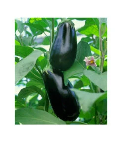 Dehner Gourmet Garten Aubergine, Veredelt -Blumen Geschaft 8830051 BildFS 001 AubergineCarmenGgAubergineCarmen