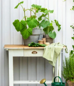 Bioland Gurke, Veredelt -Blumen Geschaft 8830663 WE MO 002 Gurke CucurbitaePepoZucchiniGruen