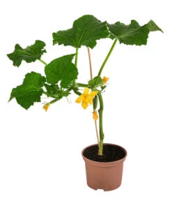 Neue Produkte -Blumen Geschaft 8830747 WE FS 002 Minischlangengurke