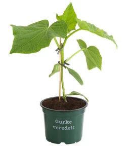 Neue Produkte -Blumen Geschaft 8830853 WE FS 001 BioSchlangengurkeVeredelt