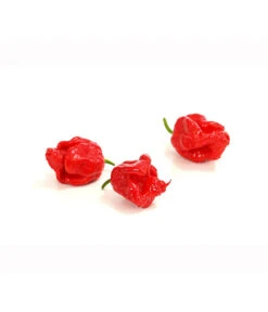 Chili 'Carolina Reaper' -Blumen Geschaft 8831133 PR DE 002 ChiliPeperoniCarolinaReaperCapsicumChinenseT12DehnerExpressHerzig