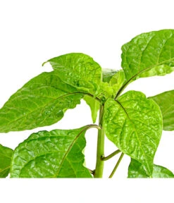 Chili 'Carolina Reaper' -Blumen Geschaft 8831133 WE DE 001 ChiliCarolinaReaperDehnerExpressHerzig