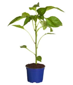 Neue Produkte -Blumen Geschaft 8831562 WE FS 001 PaprikaTommyT12DehnerExpressZS