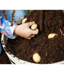 TomTato® Tomatenkartoffel -Blumen Geschaft 8832859 WE DE 009 TomtatoTomoffel