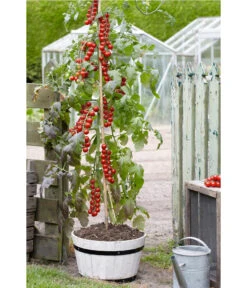 TomTato® Tomatenkartoffel -Blumen Geschaft 8832859 WE MO 007 TomtatoTomoffel