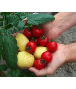 TomTato® Tomatenkartoffel -Blumen Geschaft 8832859 WE MO 010 TomtatoTomoffel