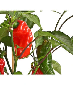 Pick-a-Pep® Snackpaprika Mit Früchten 5 Pick-a-Pep® Snackpaprika Mit Früchten -Blumen Geschaft 8838823 SnackpaprikaRotMitFrucht