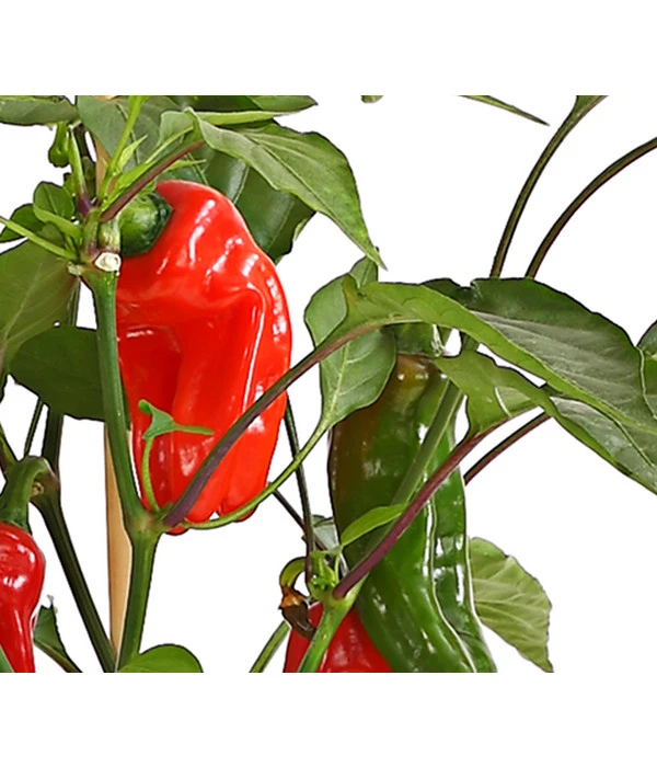 Pick-a-Pep® Snackpaprika Mit Früchten 3 Pick-a-Pep® Snackpaprika Mit Früchten – Bild 3