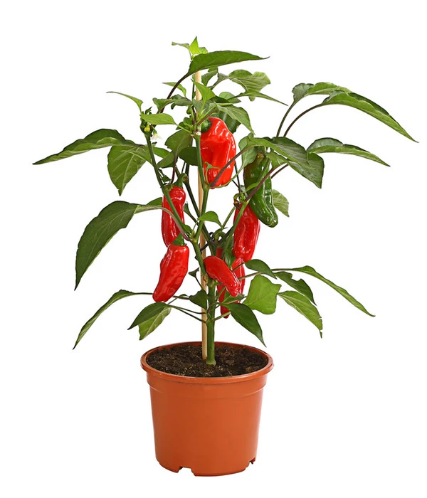 Pick-a-Pep® Snackpaprika Mit Früchten 1 Pick-a-Pep® Snackpaprika Mit Früchten