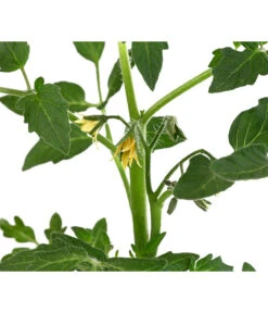 Tomate 'Previa' -Blumen Geschaft 8839136 WE DE 001 TomatePrevia