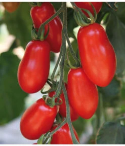 Mini San-Marzano Tomate 'Trilly' 5 Mini San-Marzano Tomate 'Trilly' -Blumen Geschaft 8839144 we DE 001 TomateTrilly